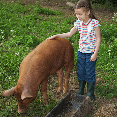 Pig