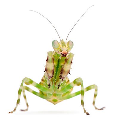  Praying Mantis 