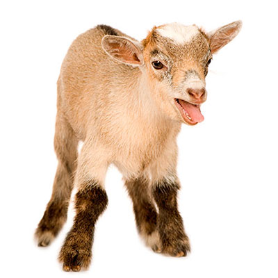 Pygmy Goat