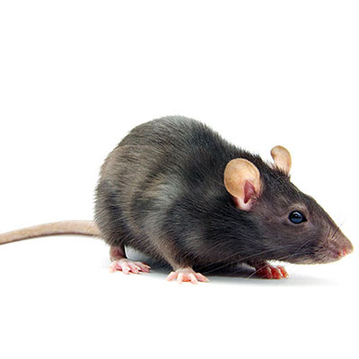 Rat