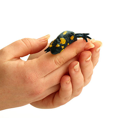  Salamander 