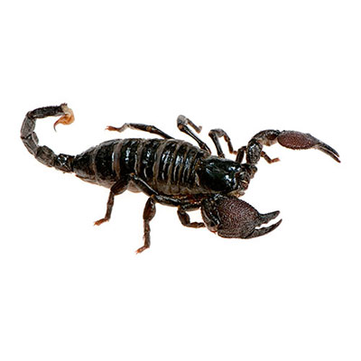 Scorpion