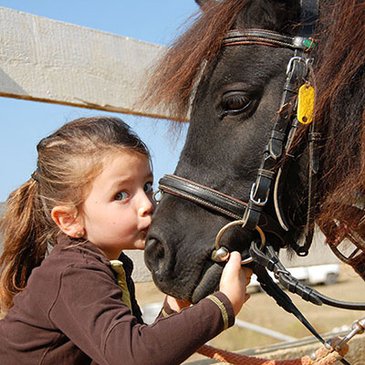 Shetland Pony