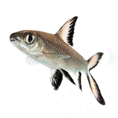 Silver Shark
