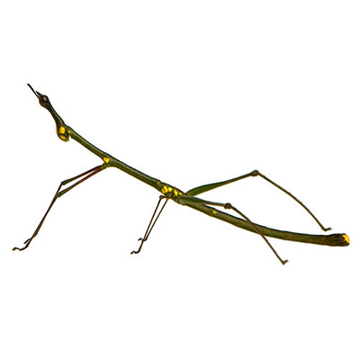 Stick Insect
