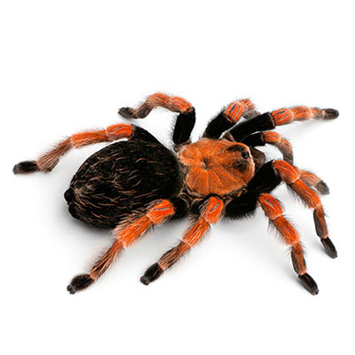  Tarantula 