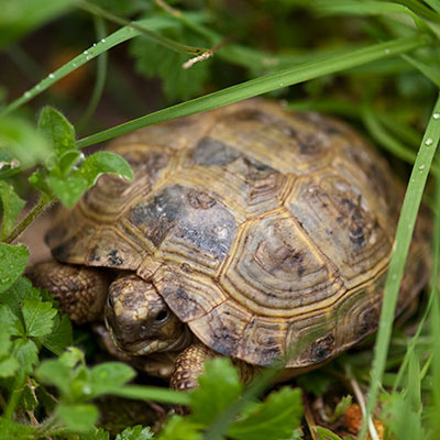 Tortoise