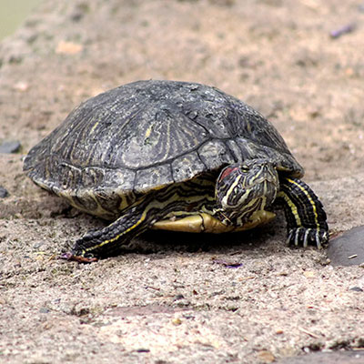 Turtle