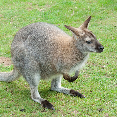 Wallaby