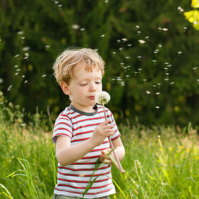 Dandelion