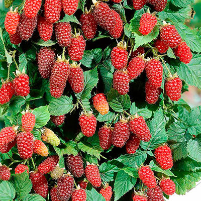 Loganberries