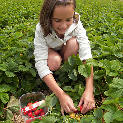 Picking Berries
