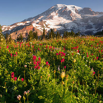 Wildflowers