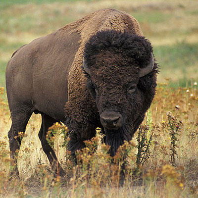  Bison 