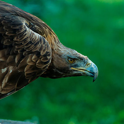 Eagle