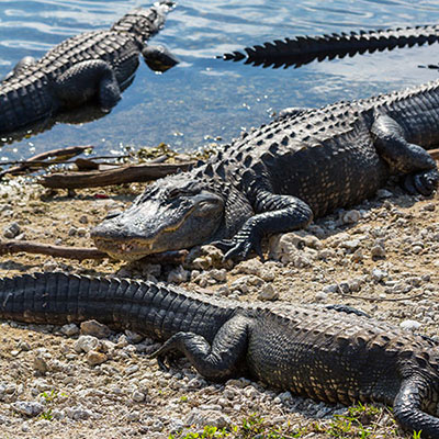 Gators