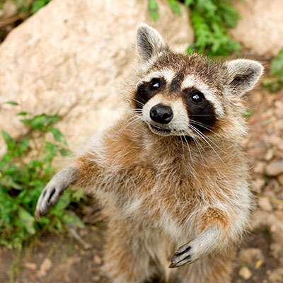 Racoon