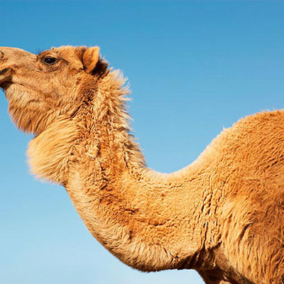 Neck