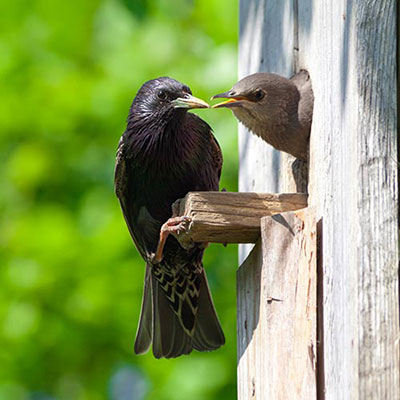 Nestling