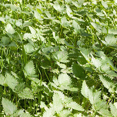 Nettles