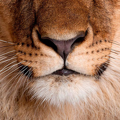 Nose