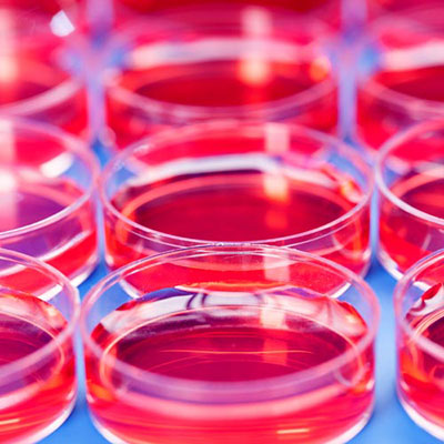 Petri Dish