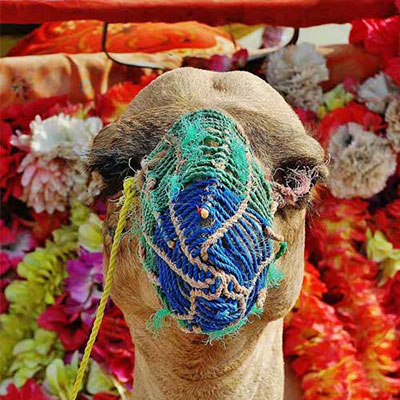  Camel 