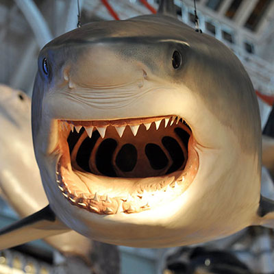Jaws