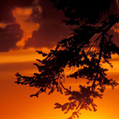 Douglas Fir
