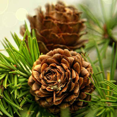 Fir Cones