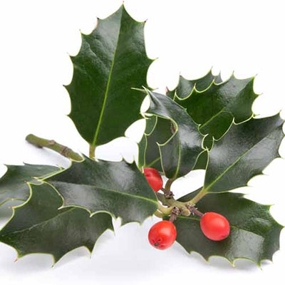 Holly