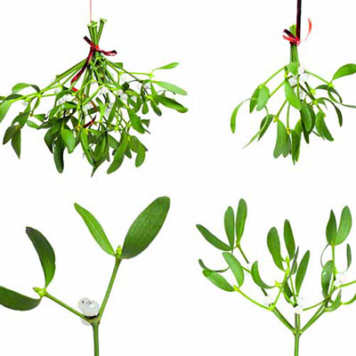 Mistletoe