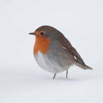 Robin
