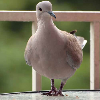 Turtle Dove