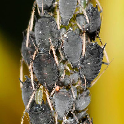 Aphids