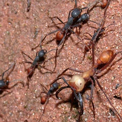 Army Ants