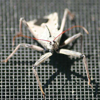 Assassin Bug