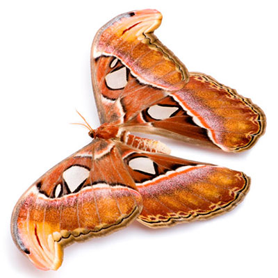Atlas Moth