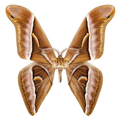 Butterfly Moth