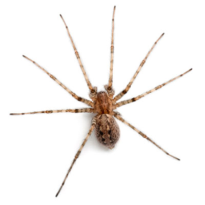  Cardinal Spider 