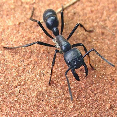  Carpenter Ant 