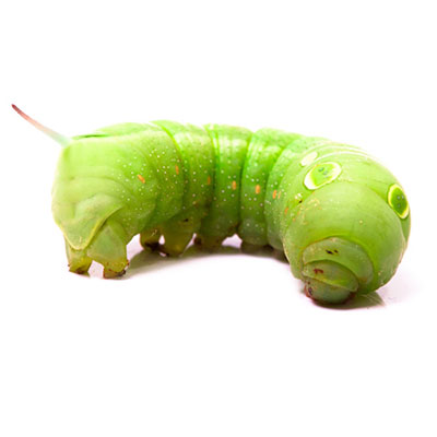 Caterpillar