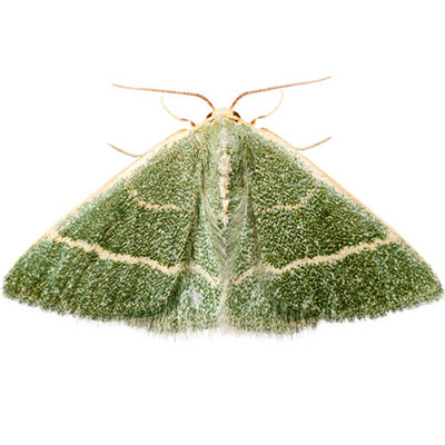 Chlorissa