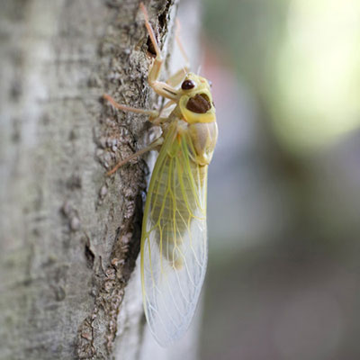  Cicada 