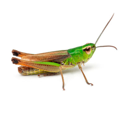 Cricket