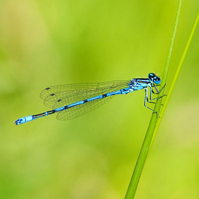  Damselfly 