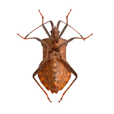 Dock Bug