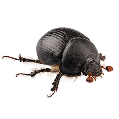 Dung Beetle