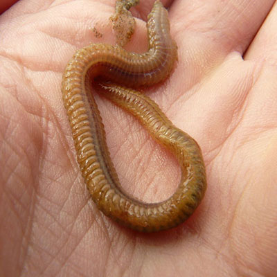 Earthworm