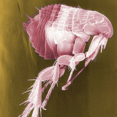  Flea 